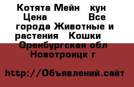 Котята Мейн - кун › Цена ­ 19 000 - Все города Животные и растения » Кошки   . Оренбургская обл.,Новотроицк г.